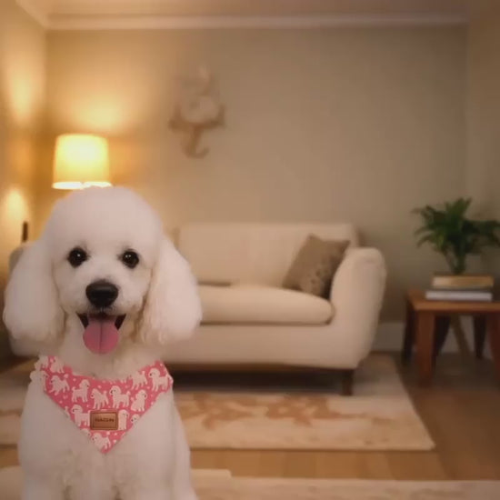 Un caniche quiere salir a la calle y esta guapo con su paluelo